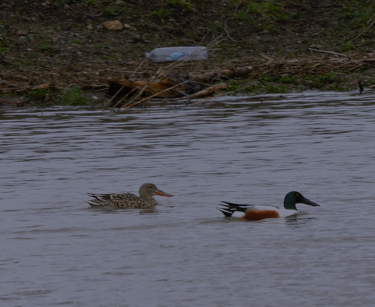 Northern Shoveler - Eric Michael
