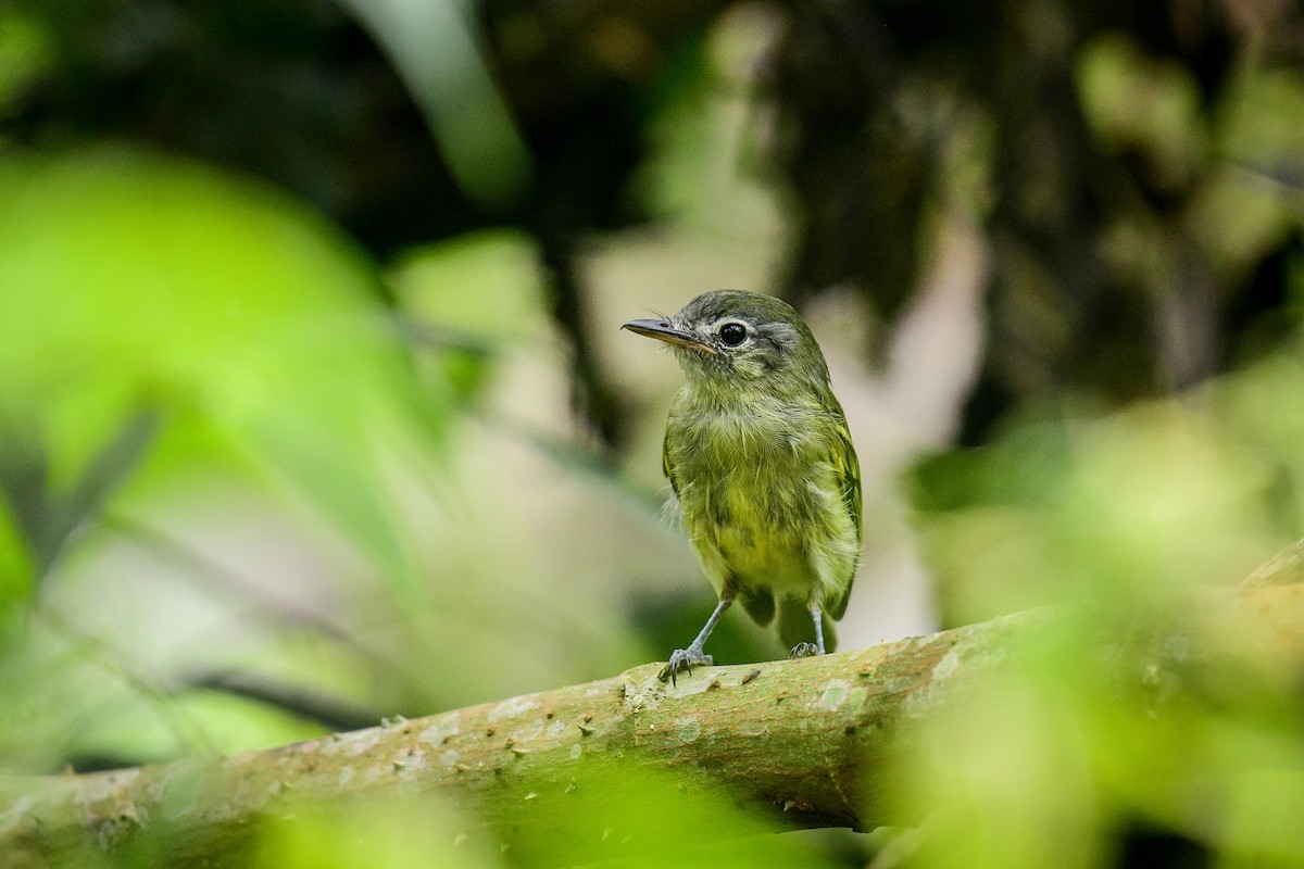 Yellow-olive Flatbill - ML616871811