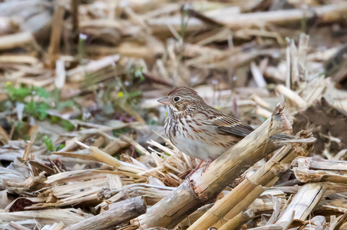 Vesper Sparrow - ML616871830