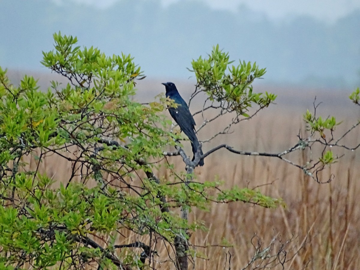 Boat-tailed Grackle - ML616871886