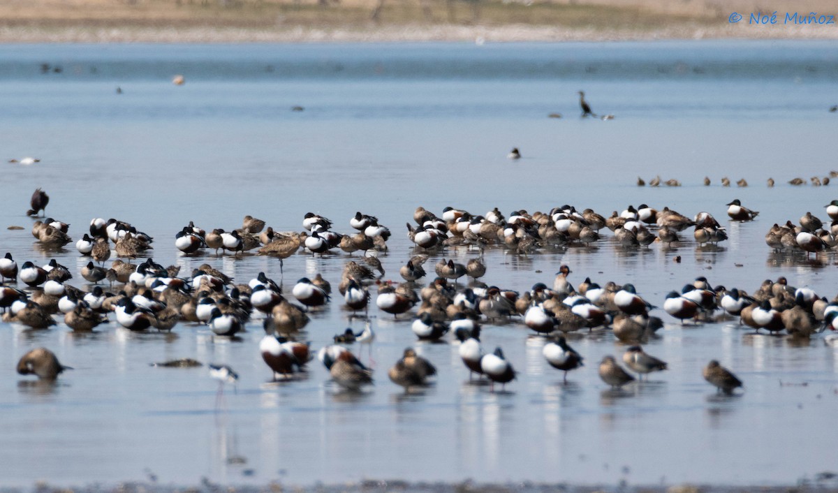 Northern Shoveler - Noé Muñoz-Padilla