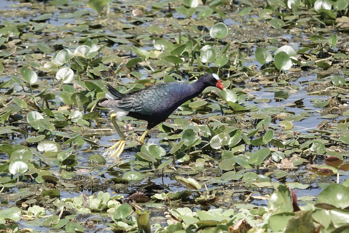 Purple Gallinule - ML616871944