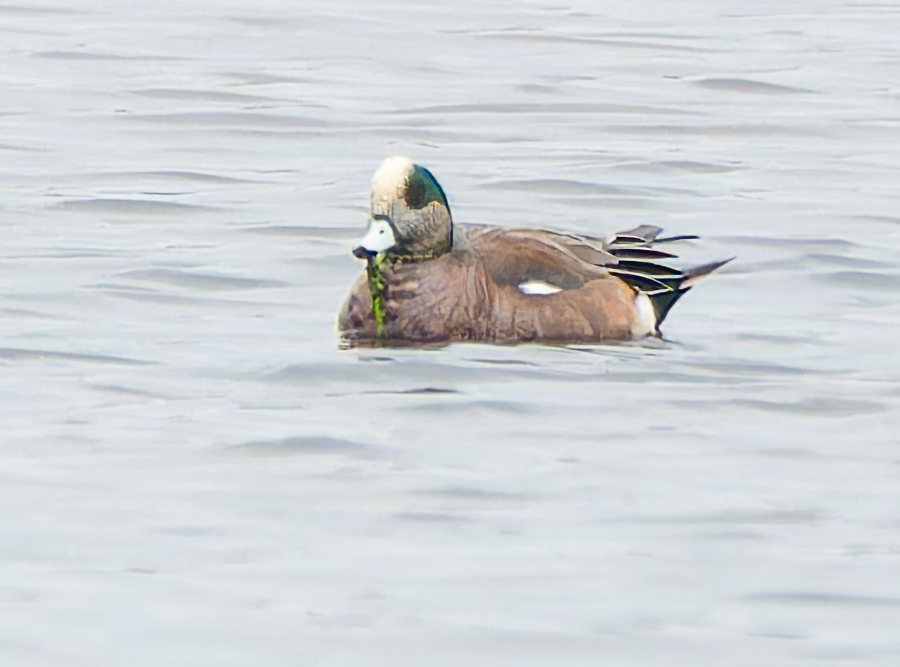 American Wigeon - ML616871999