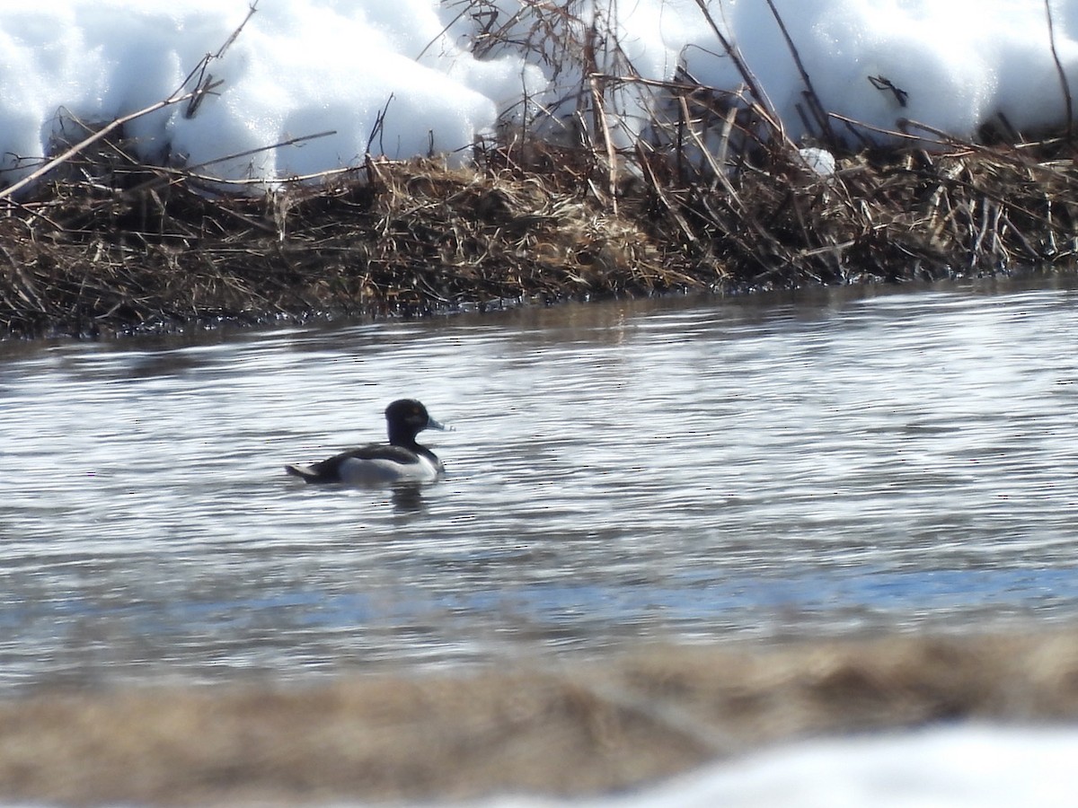 Ring-necked Duck - Emmanuel Hains