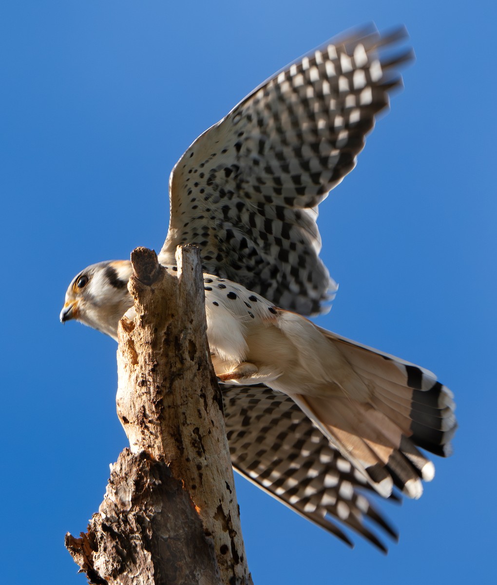 American Kestrel - ML616872015