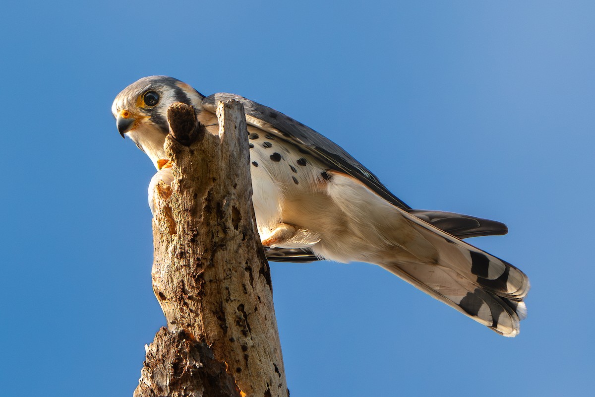 American Kestrel - ML616872016