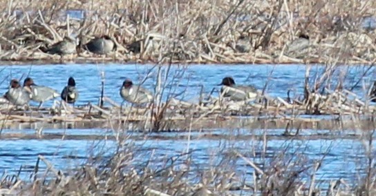 Green-winged Teal (Eurasian) - ML616872033