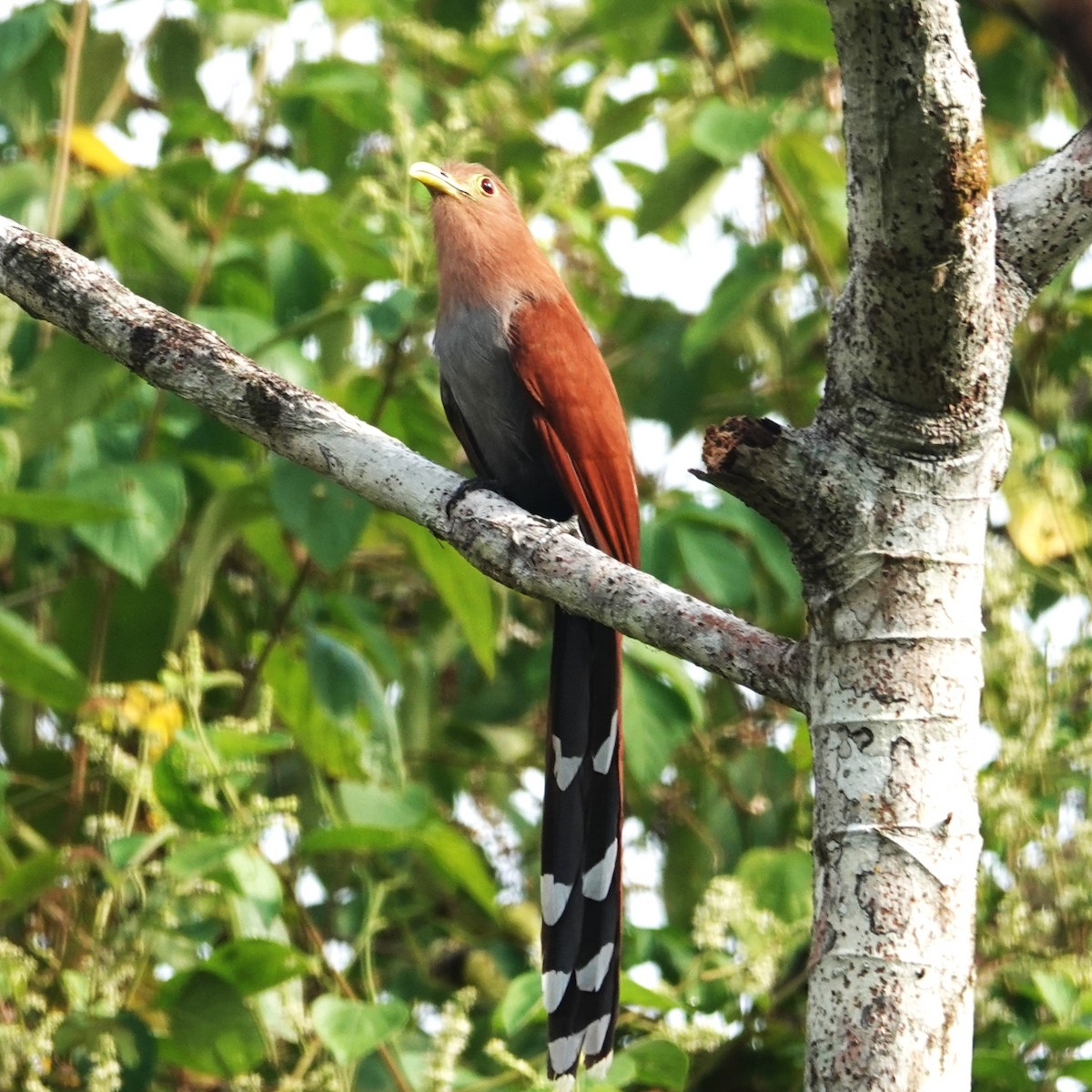 Squirrel Cuckoo (Middle America) - ML616872050