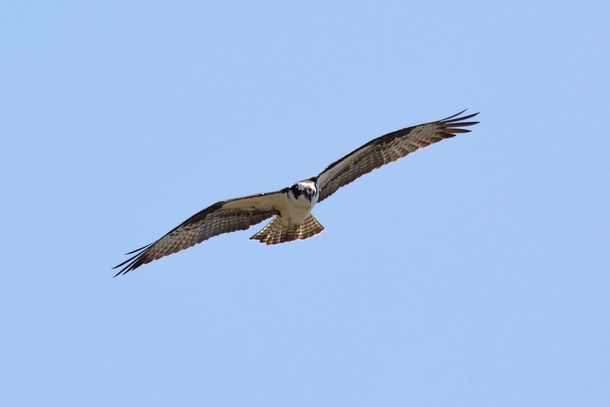 Загасч явлаг - ML616872063