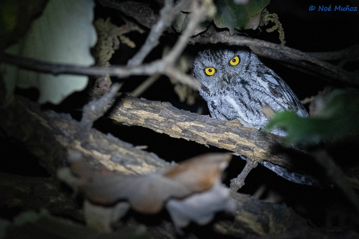 Western Screech-Owl - Noé Muñoz-Padilla