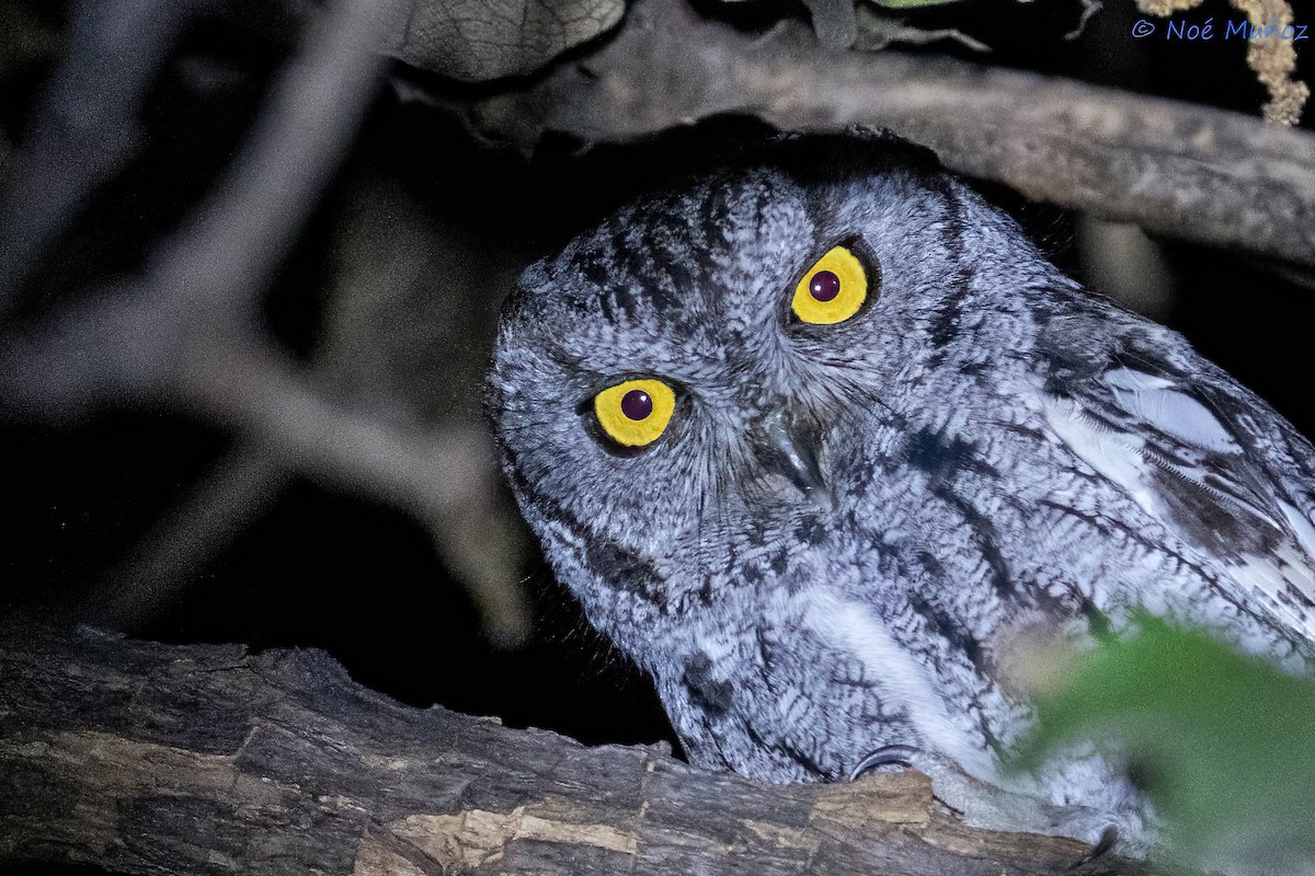 Western Screech-Owl - Noé Muñoz-Padilla