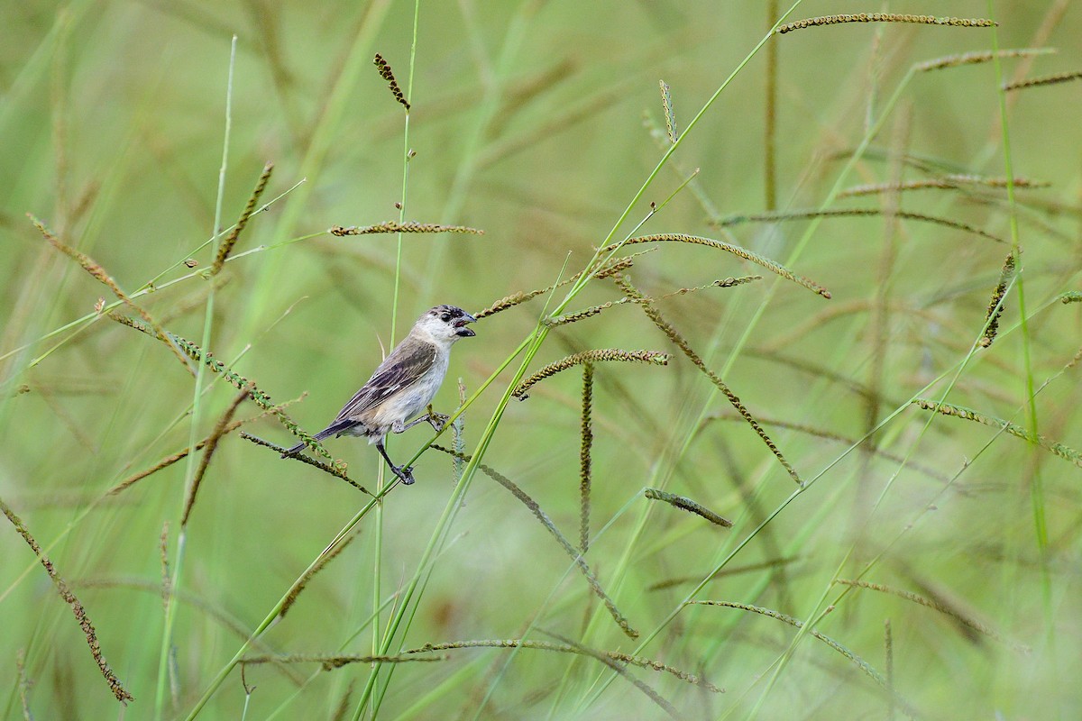 Pearly-bellied Seedeater - ML616872098