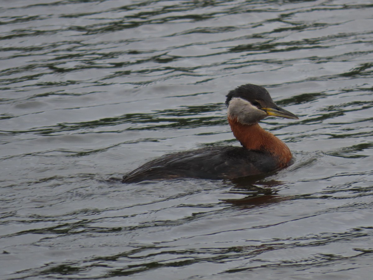 Red-necked Grebe - Kathleen Knecht