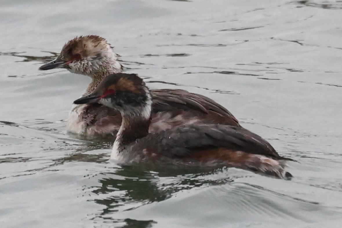 Horned Grebe - ML616872144