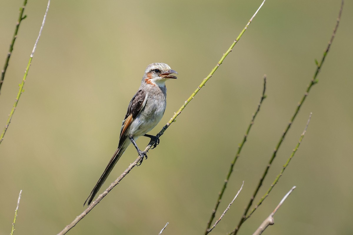 Streamer-tailed Tyrant - Mauricio  Silvera