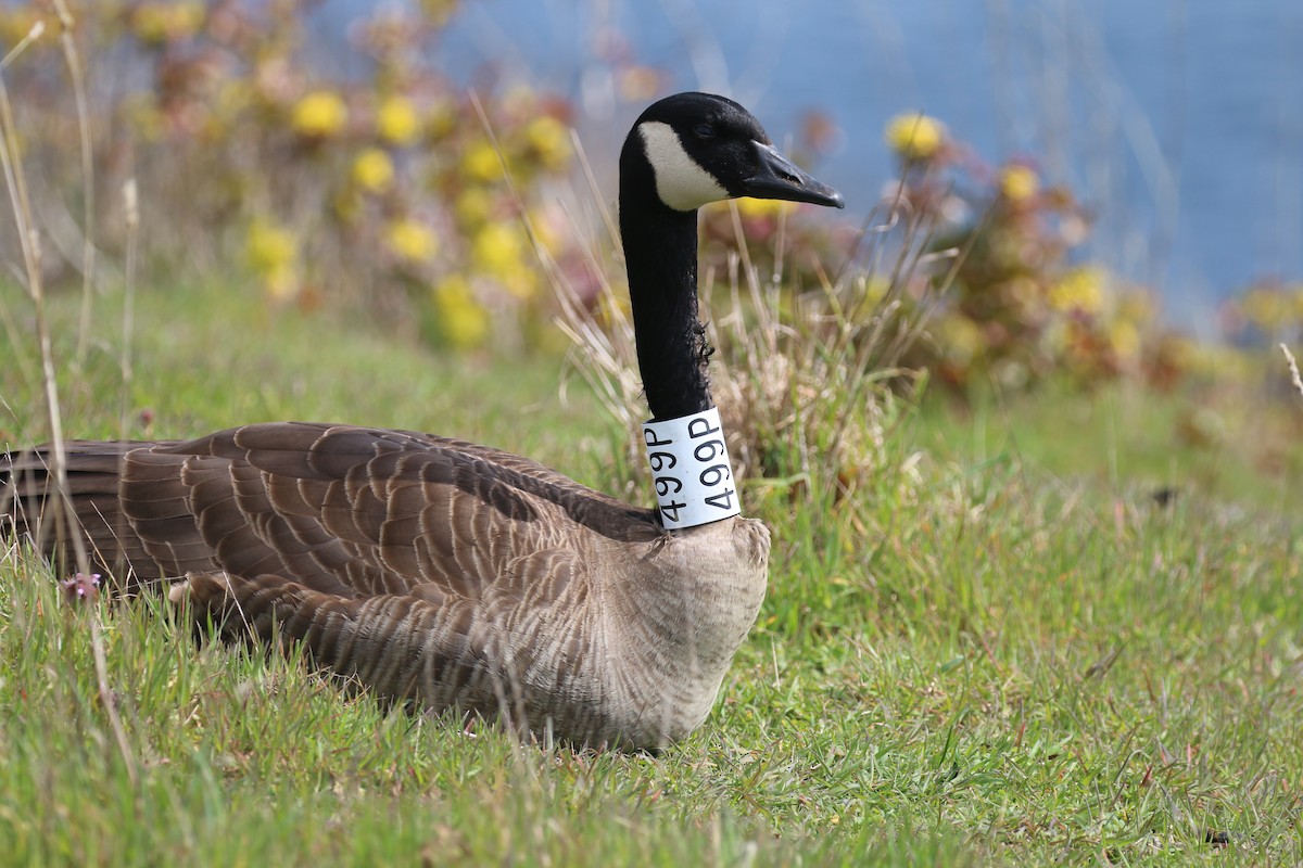 Canada Goose - ML616872227