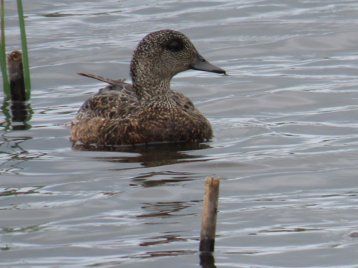 American Wigeon - ML616872237