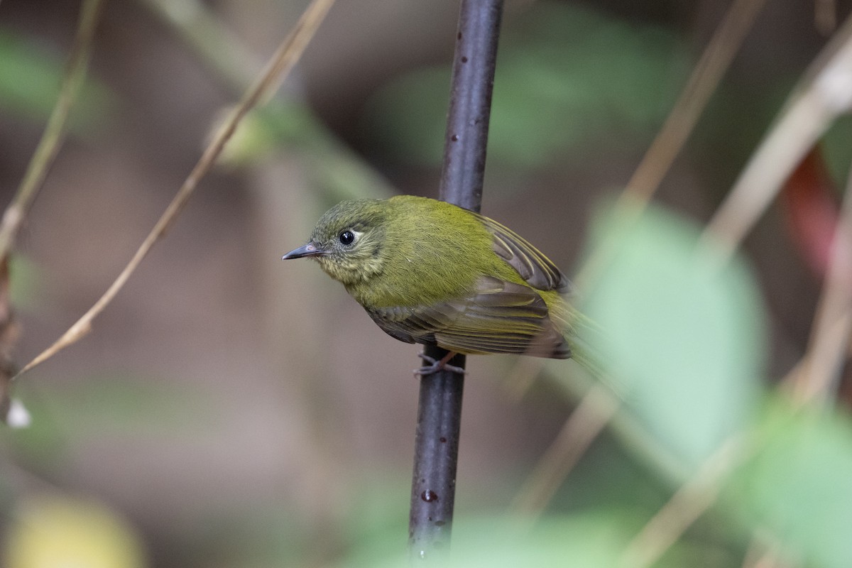 Olive-striped Flycatcher - John C. Mittermeier