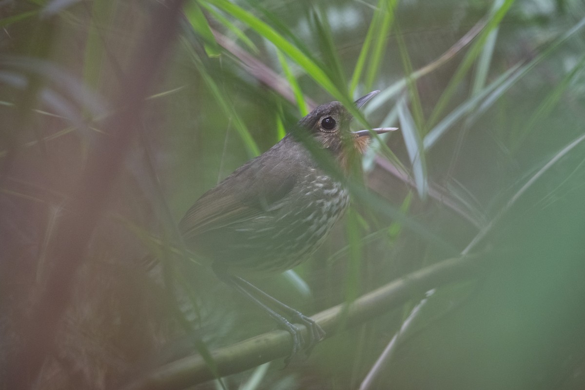 Santa Marta Antpitta - John C. Mittermeier