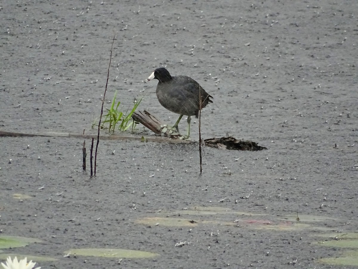 American Coot - ML616872289