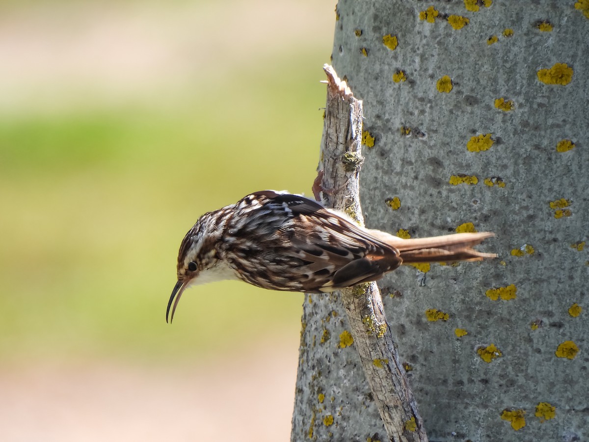 Short-toed Treecreeper - ML616872341