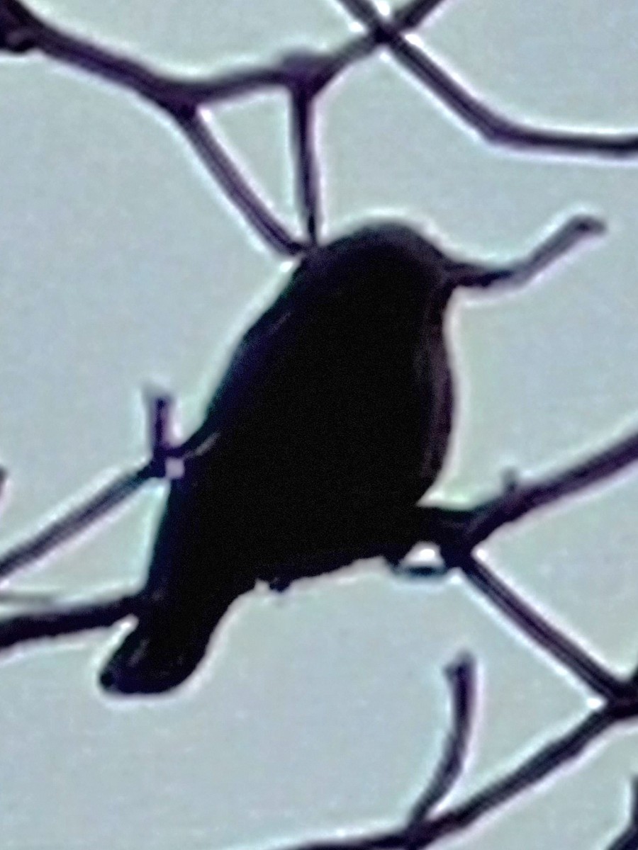 Brown-headed Cowbird - ML616872360