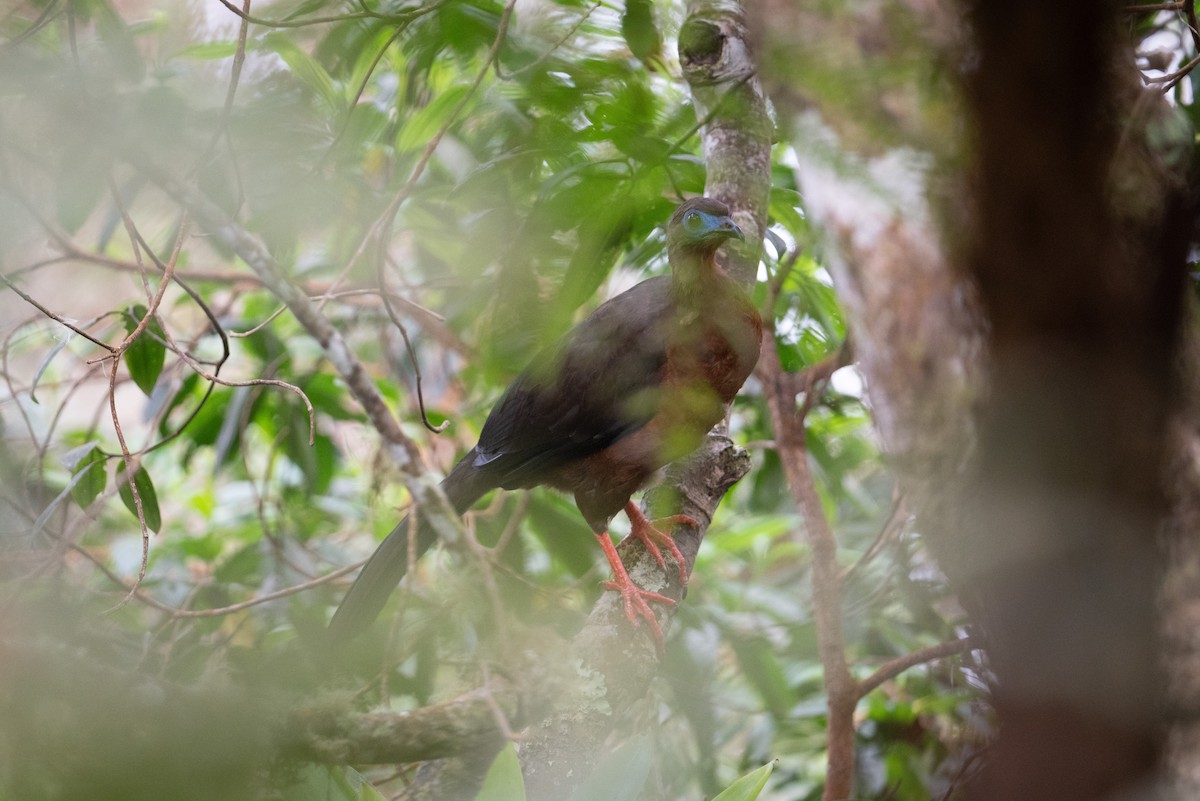 Sickle-winged Guan - ML616872542