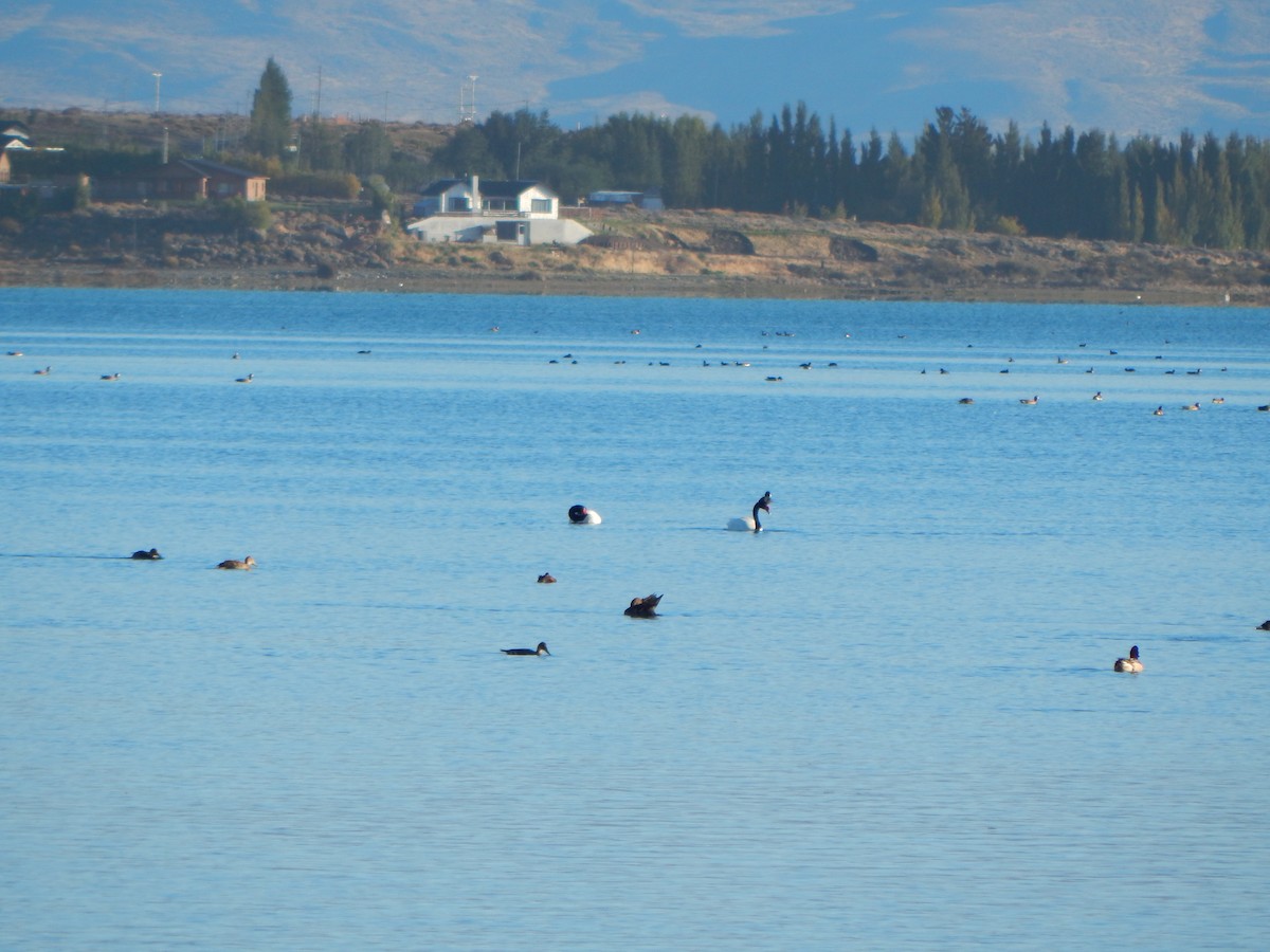 Black-necked Swan - ML616872543