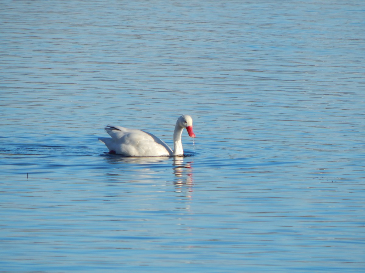 Cisne Coscoroba - ML616872552