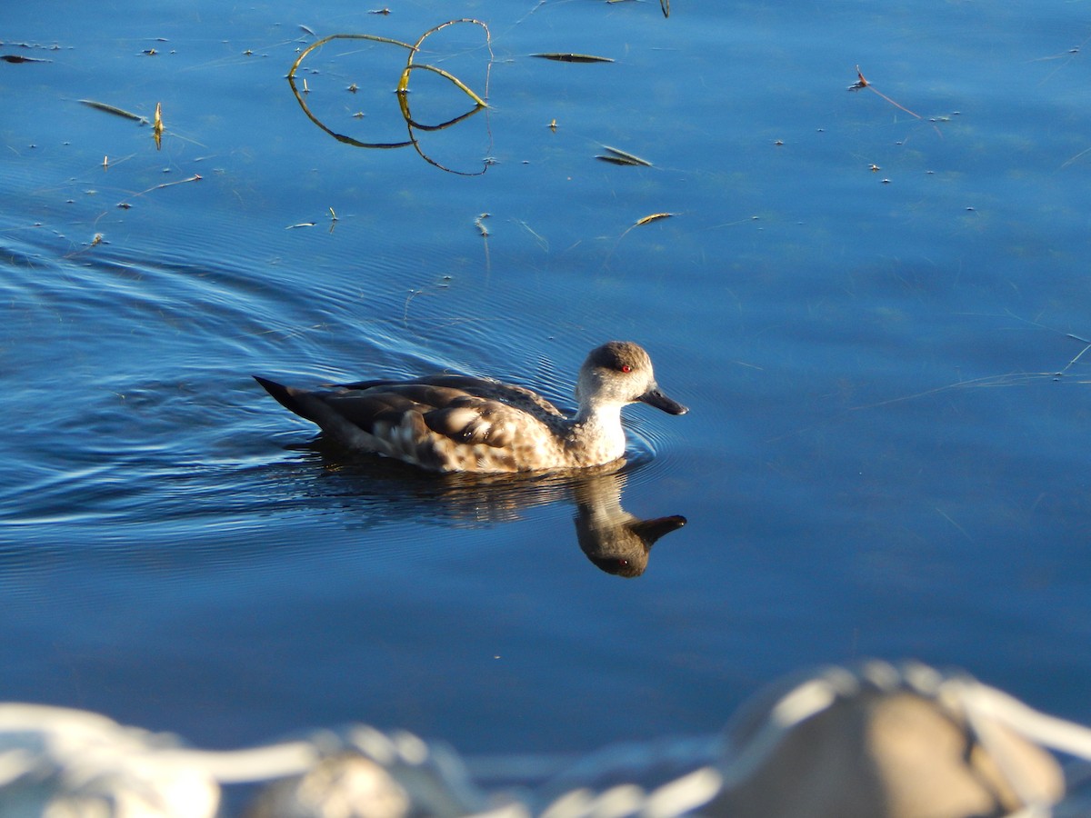 Crested Duck - ML616872575