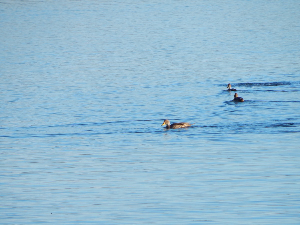 Yellow-billed Pintail - ML616872583