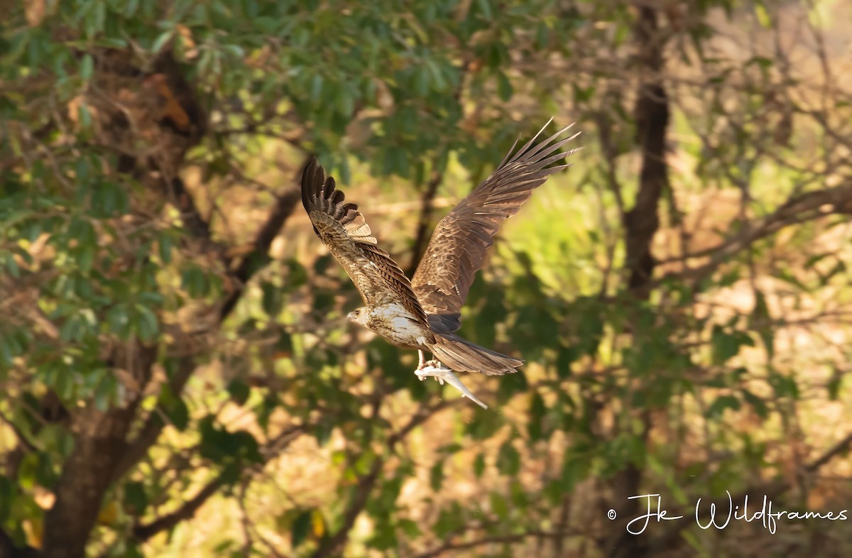 Whistling Kite - ML616872612