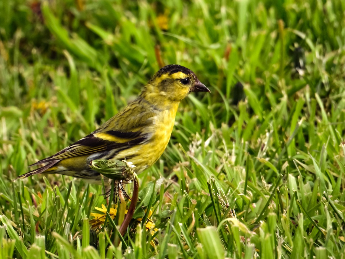 Eurasian Siskin - José Javier Orduña