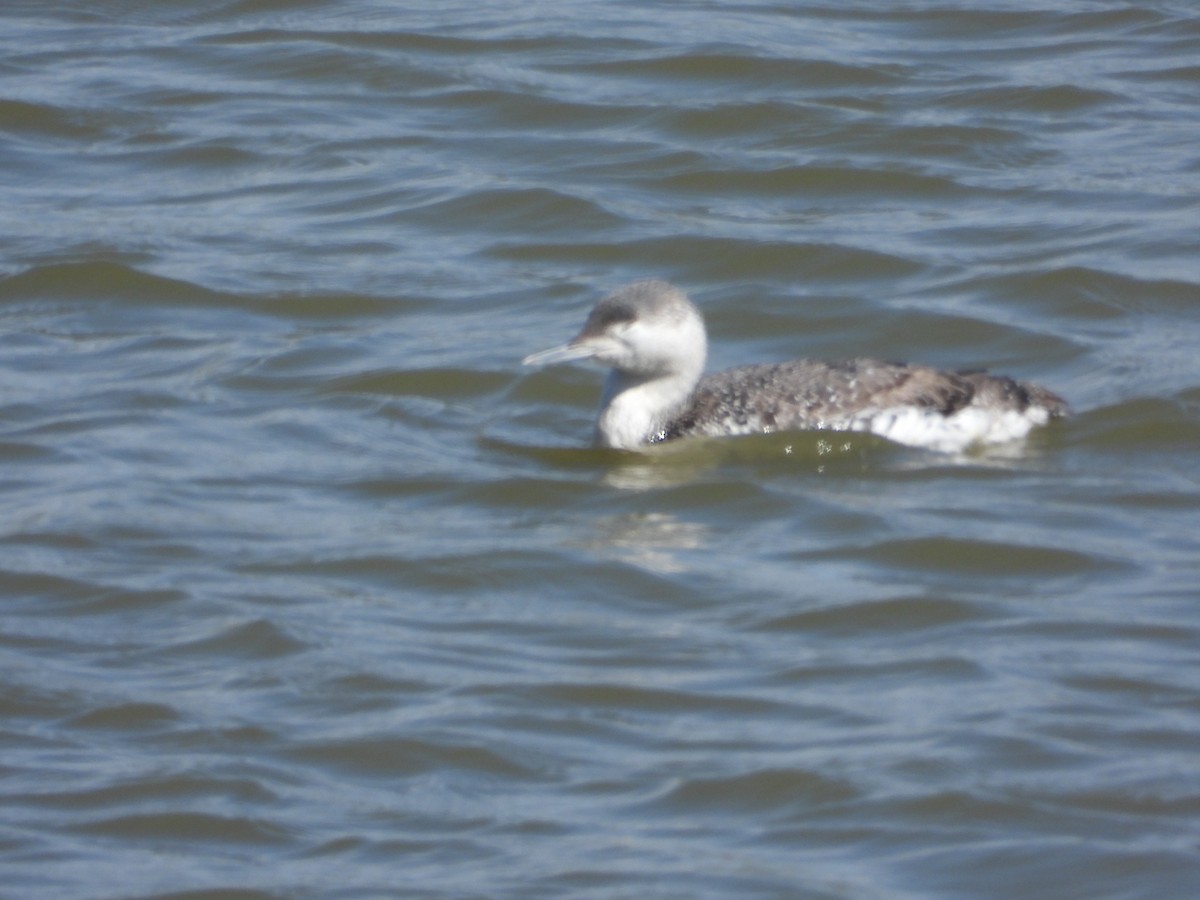 Red-throated Loon - ML616872627
