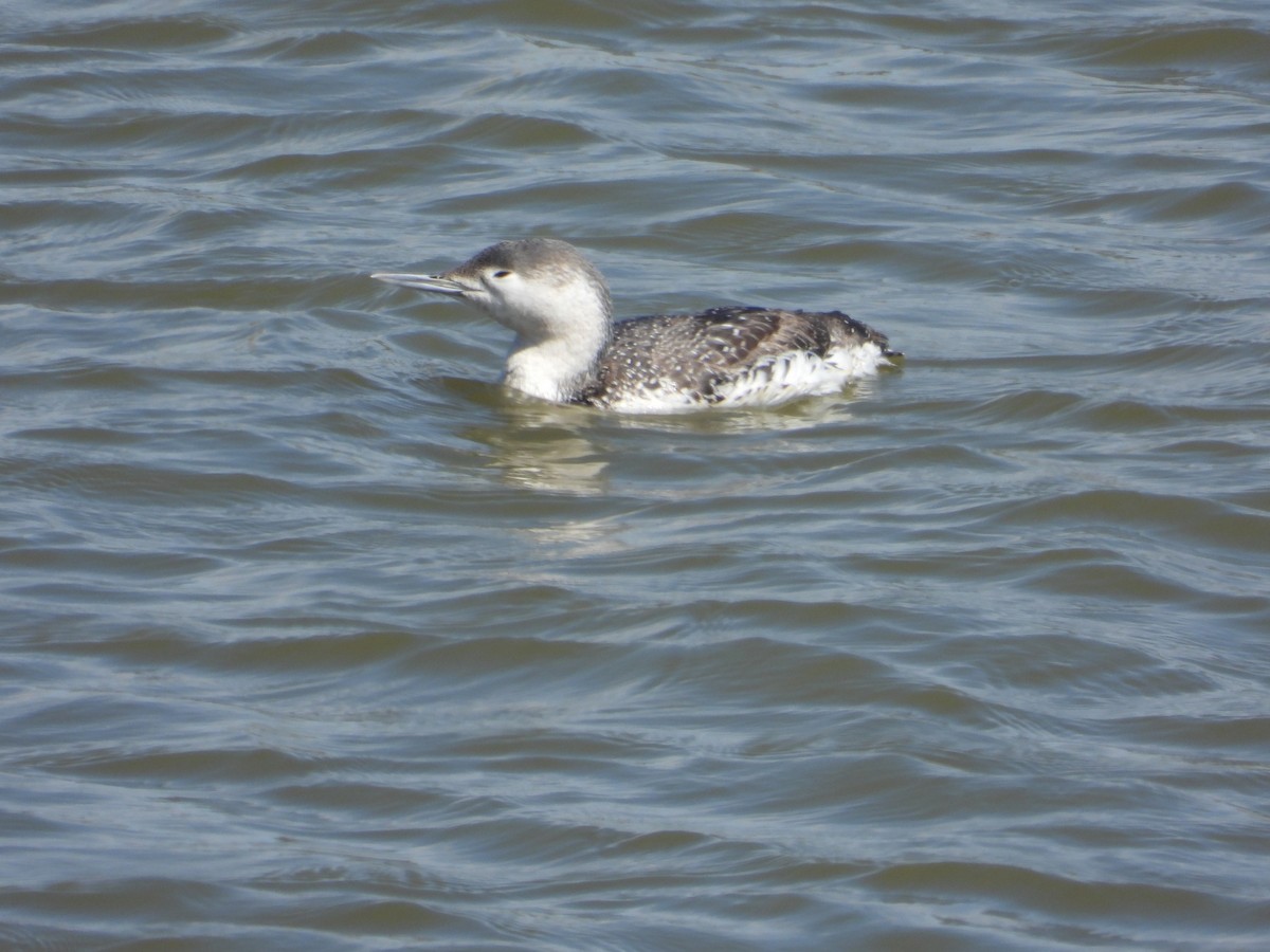 Red-throated Loon - ML616872628