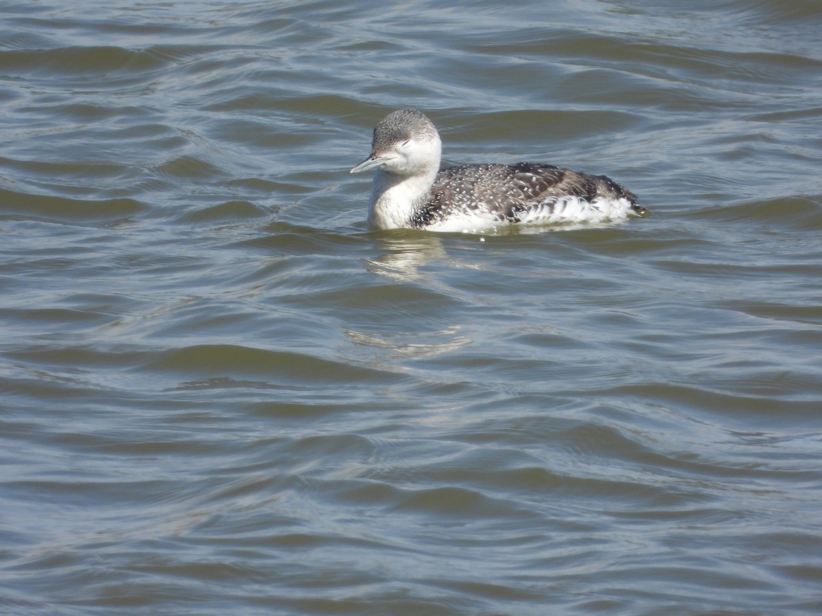 Red-throated Loon - ML616872629