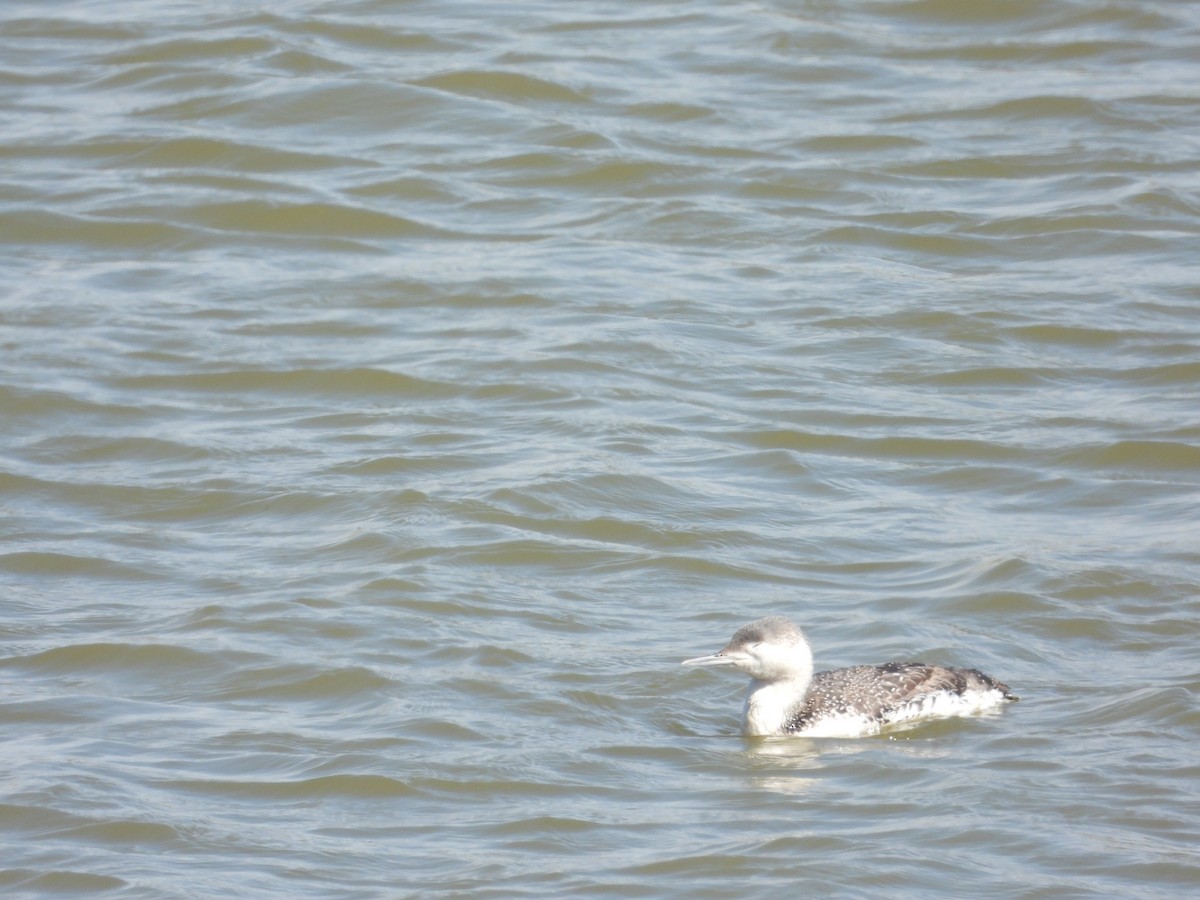 Red-throated Loon - ML616872630