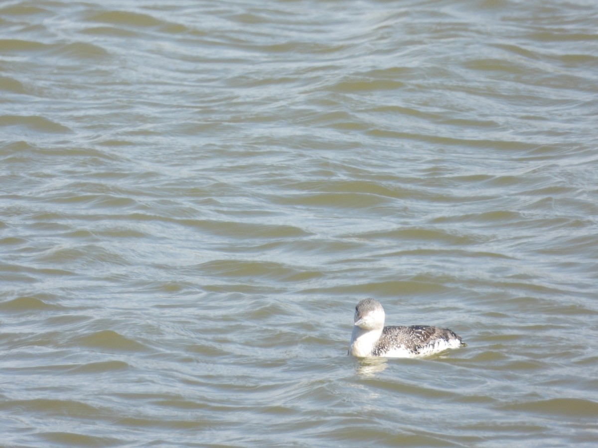 Red-throated Loon - ML616872631