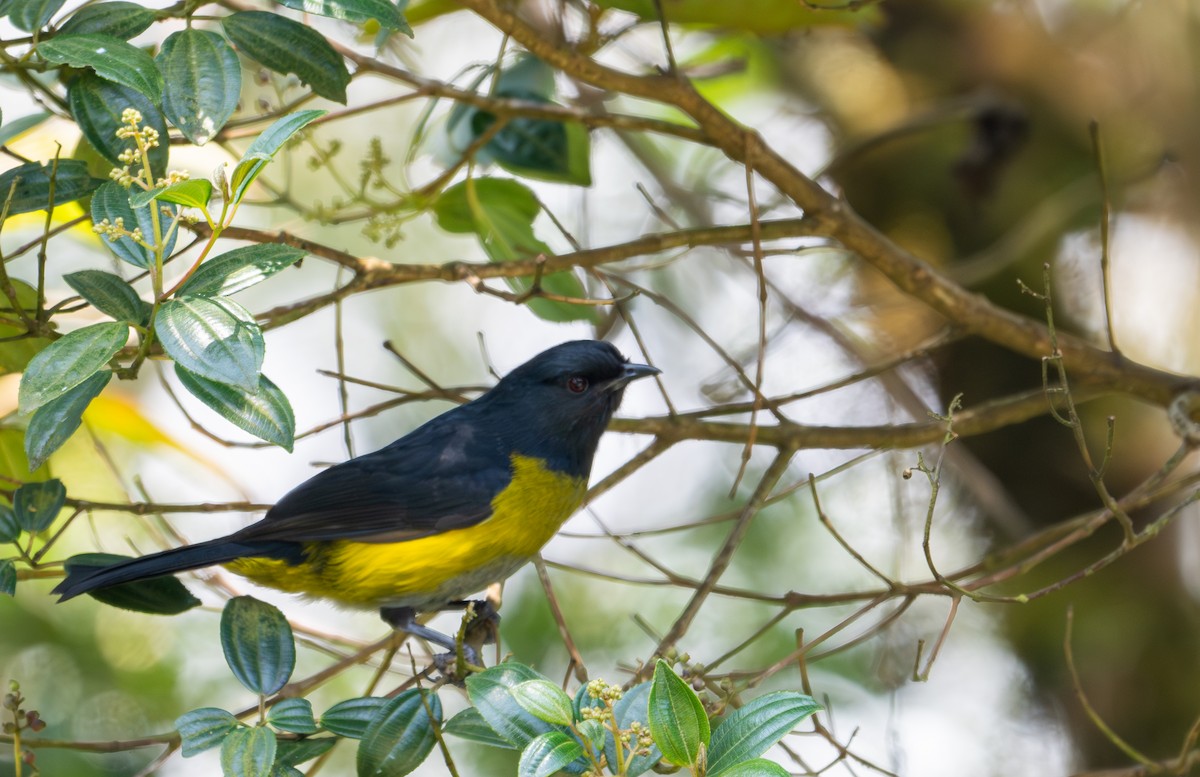 Black-and-yellow Silky-flycatcher - Herb Elliott