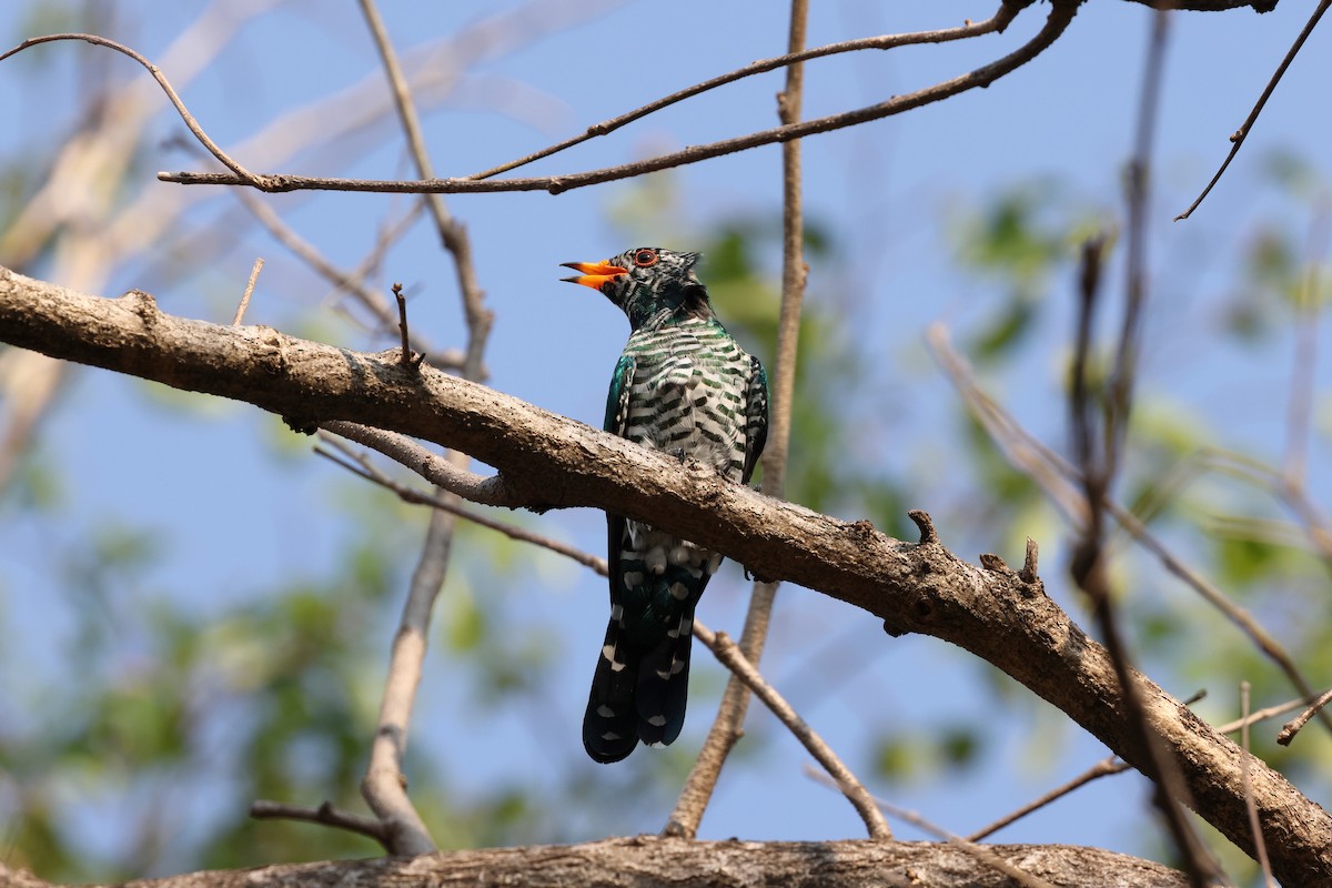 Asian Emerald Cuckoo - ML616872656