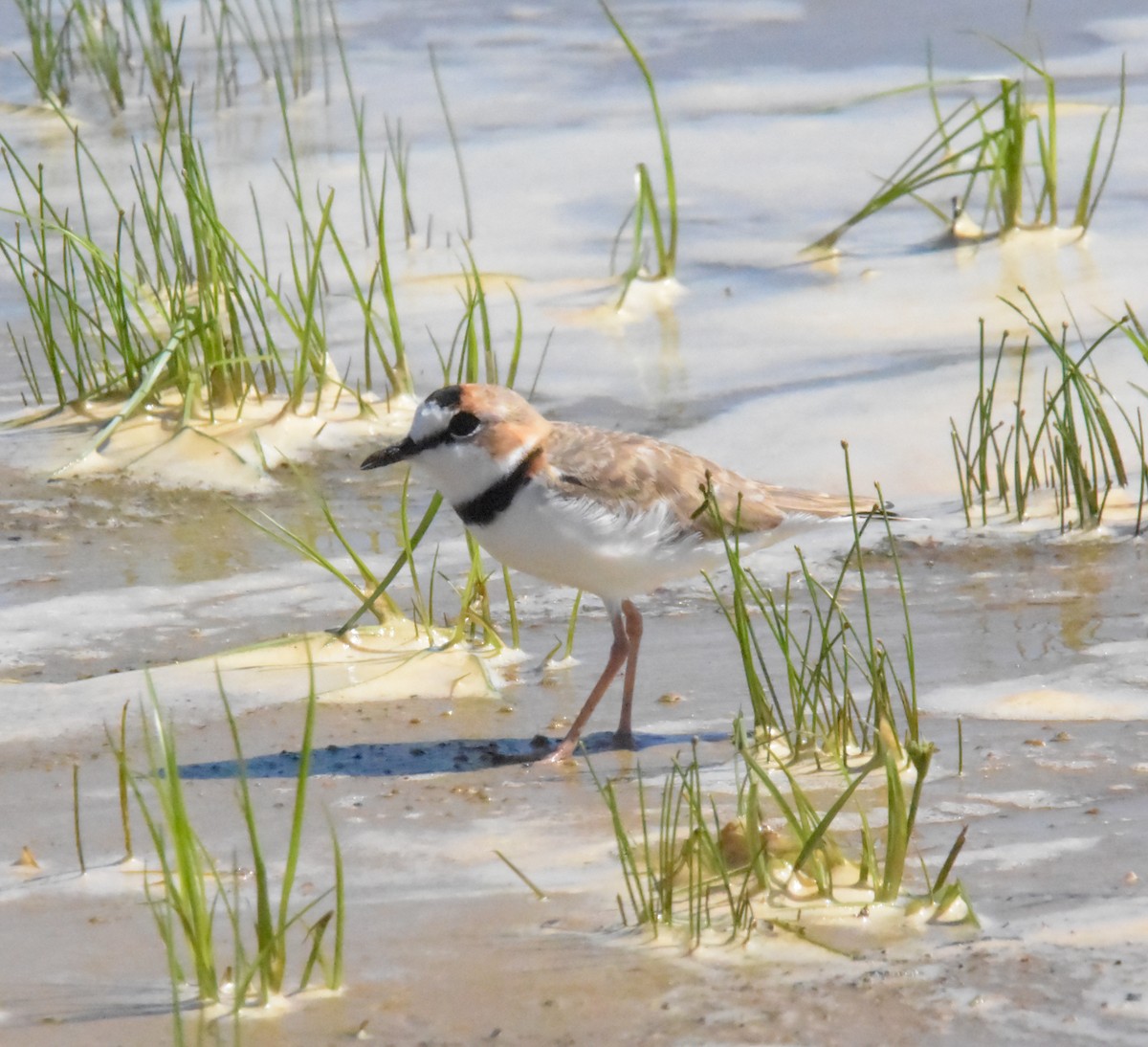 Collared Plover - ML616872671