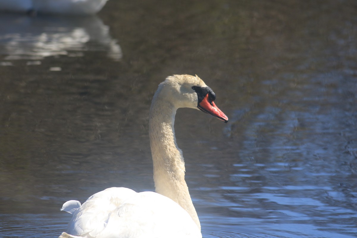 Mute Swan - ML616872684