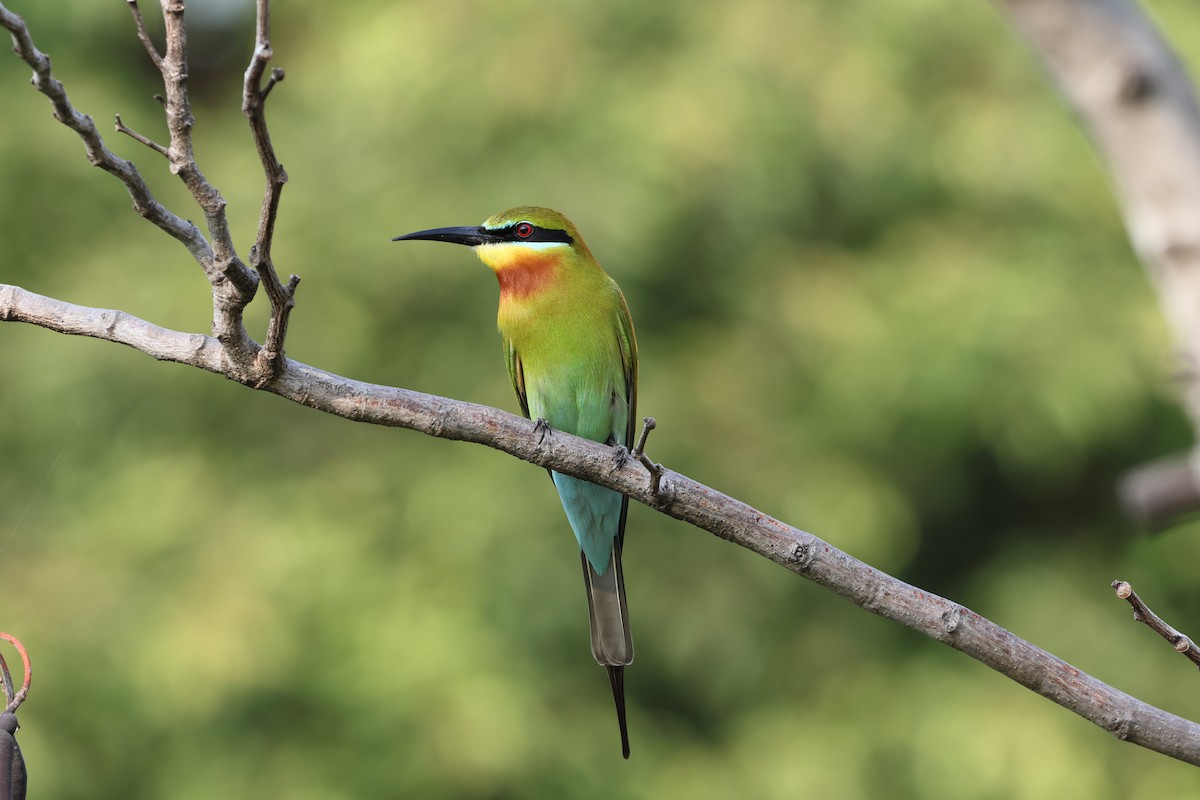 Blue-tailed Bee-eater - ML616872695