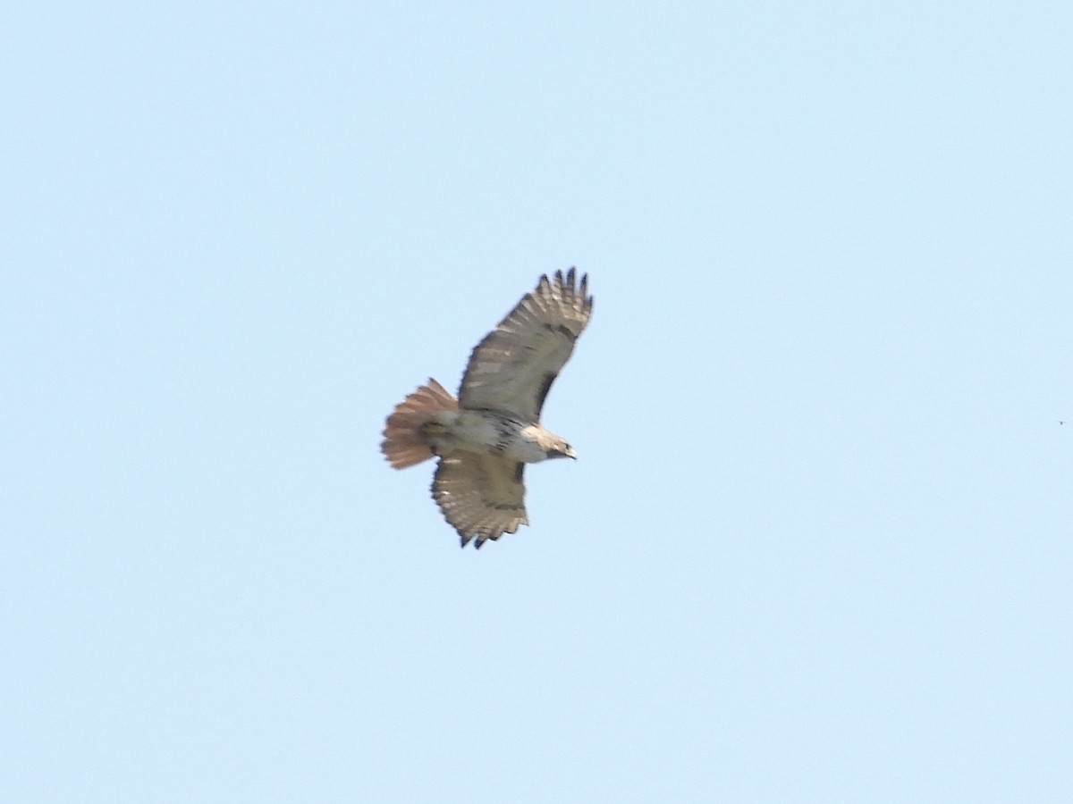 Red-tailed Hawk - ML616872710