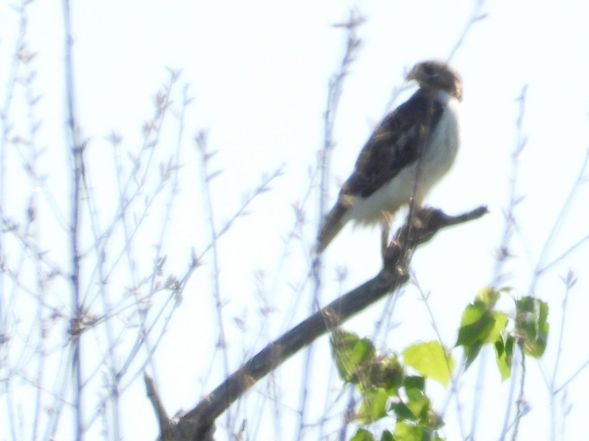 Red-tailed Hawk - ML616872711
