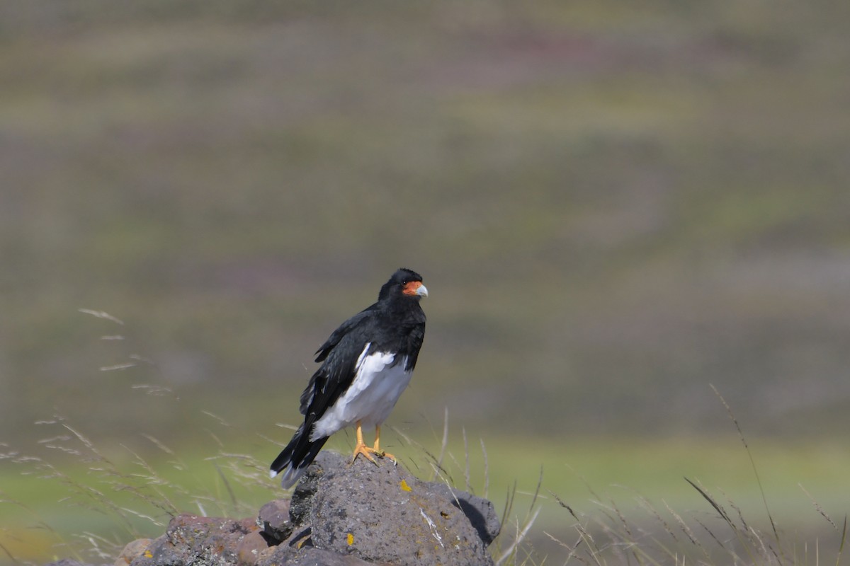 Mountain Caracara - ML616872740