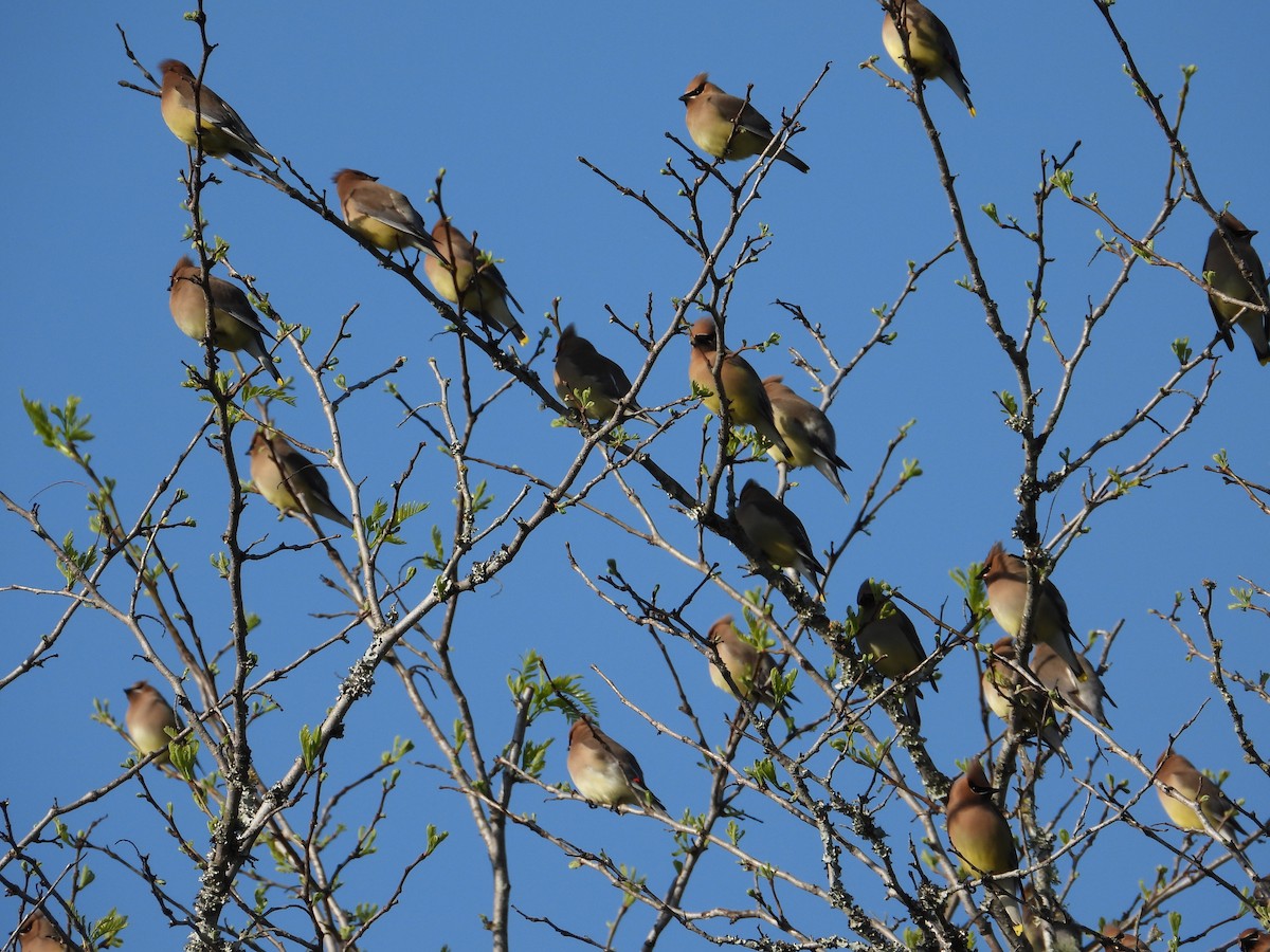 Cedar Waxwing - ML616872757