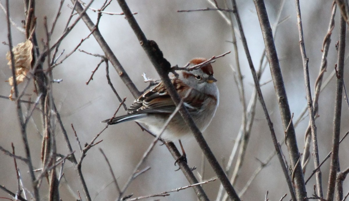 American Tree Sparrow - ML616872782