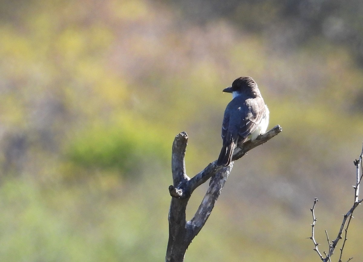 Thick-billed Kingbird - ML616872791