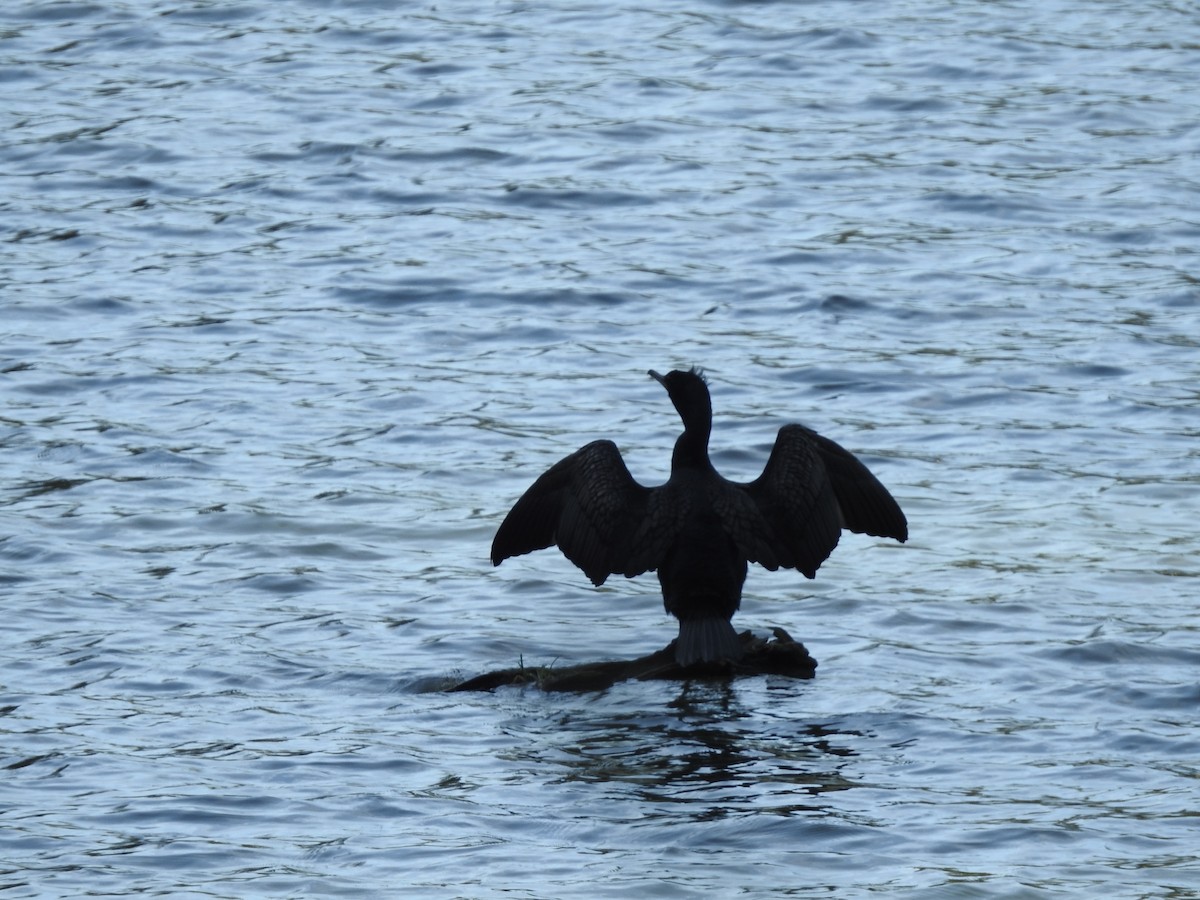 Double-crested Cormorant - ML616872797